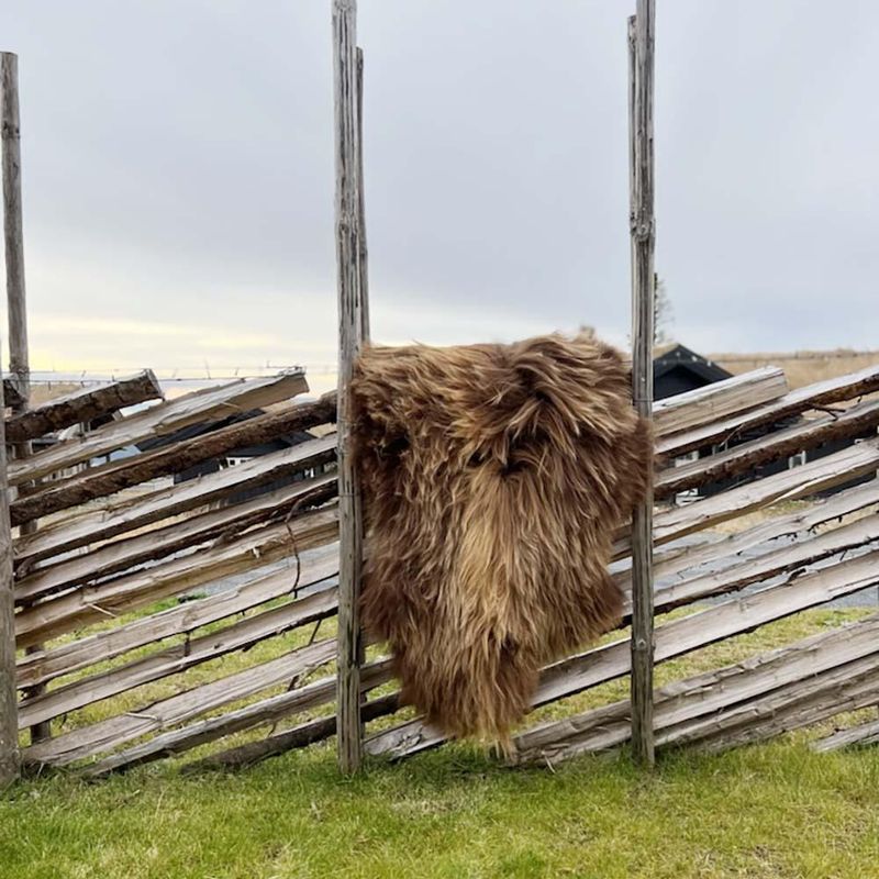  Brune Spælsaueskinn fra Færøyene