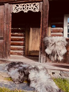 Hovedbilde Gr&aring; Sp&aelig;lsaueskinn fra F&aelig;r&oslash;yene 